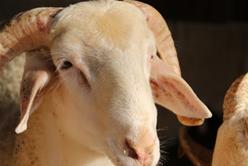 Florya Adak Kurban : Keçi Sütü İçeriği